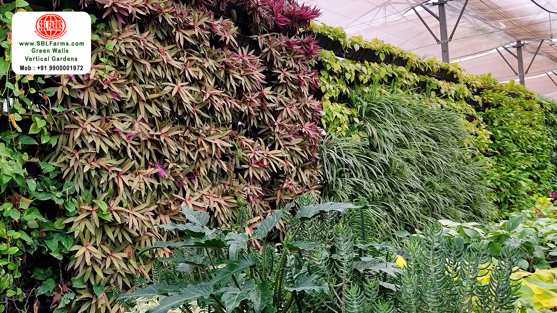 Sbl Farms Green walls and Living walls, Vertical Garden, Bio Curtains,Omni  Green Wall and vertical garden